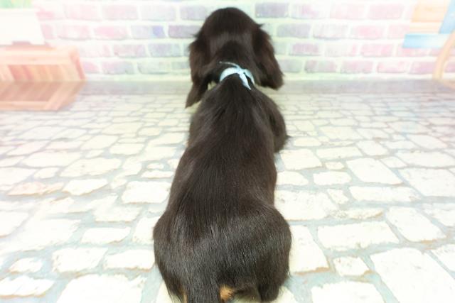 栃木県のミニチュアダックスフンド(ロング) (Coo&RIKU足利店/2026年1月11日生まれ/男の子/ブラックタン)の子犬の4枚目の画像