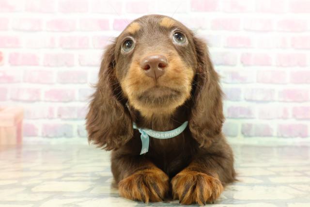 ミニチュア・ダックスフンド