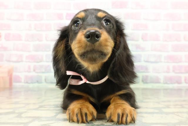 ミニチュア・ダックスフンド