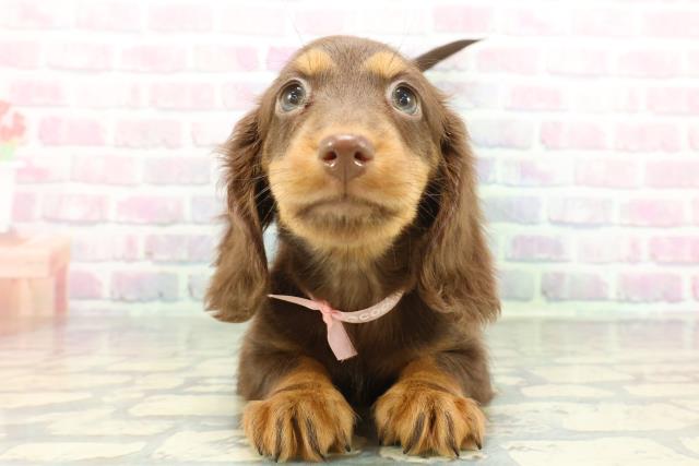 ミニチュア・ダックスフンド