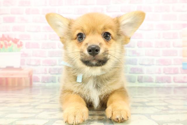 栃木県のポメコーギー(ポメラニアン×コーギー) (Coo&RIKUイオンタウン佐野店/2026年1月4日生まれ/男の子/オレンジセーブル)の子犬の1枚目の画像