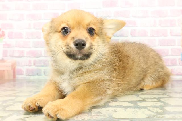 栃木県のポメコーギー(ポメラニアン×コーギー) (Coo&RIKUイオンタウン佐野店/2026年1月4日生まれ/男の子/オレンジセーブル)の子犬の2枚目の画像