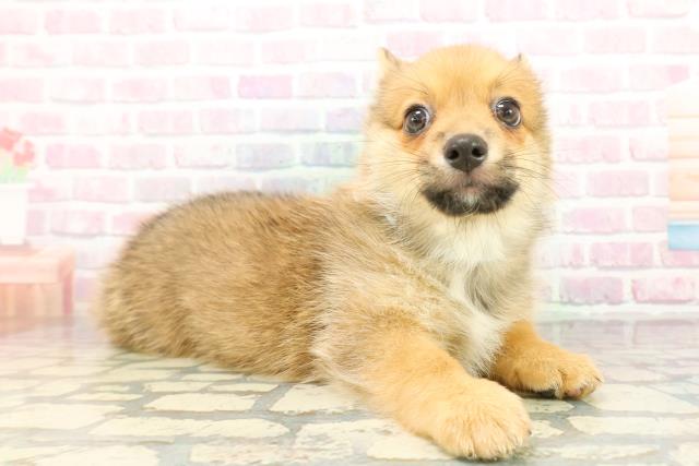 栃木県のポメコーギー(ポメラニアン×コーギー) (Coo&RIKUイオンタウン佐野店/2026年1月4日生まれ/男の子/オレンジセーブル)の子犬の3枚目の画像