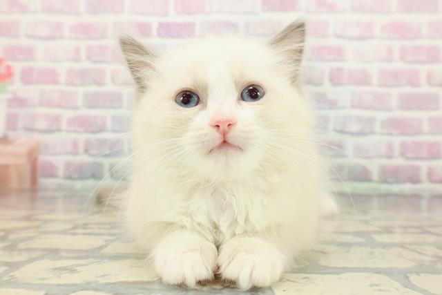 東京都のラグドール (Coo&RIKU中野サンモール店/2025年12月14日生まれ/女の子/ブルーポイントバイカラー)の子猫の1枚目の画像