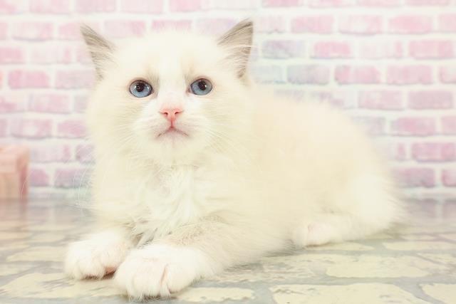 東京都のラグドール (Coo&RIKU中野サンモール店/2025年12月14日生まれ/女の子/ブルーポイントバイカラー)の子猫の2枚目の画像