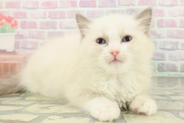 東京都のラグドール (Coo&RIKU中野サンモール店/2025年12月14日生まれ/女の子/ブルーポイントバイカラー)の子猫の3枚目の画像