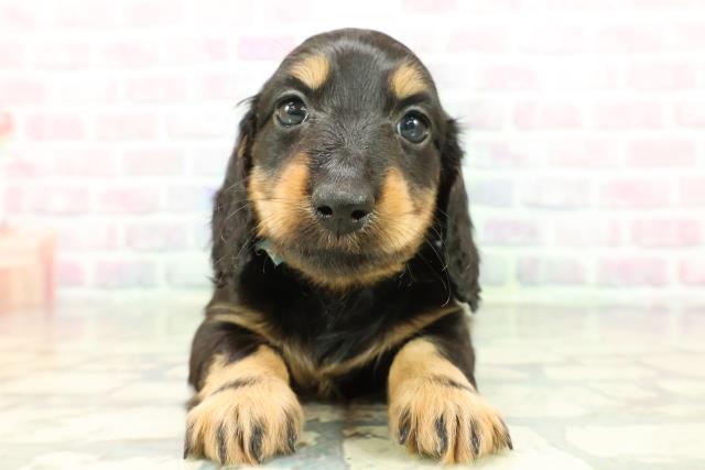 ミニチュア・ダックスフンド