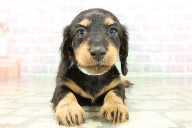 ミニチュア・ダックスフンド