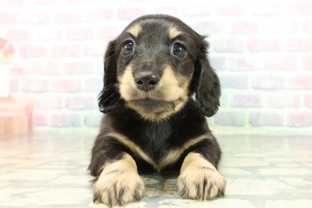 ミニチュア・ダックスフンド