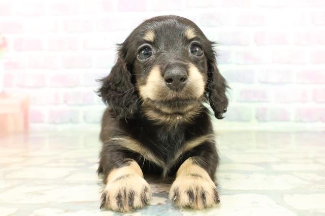 秋田県のミニチュアダックスフンド(ロング) (Coo&RIKU秋田店/2026年1月12日生まれ/女の子/ブラックイエロー)の子犬の1枚目の画像