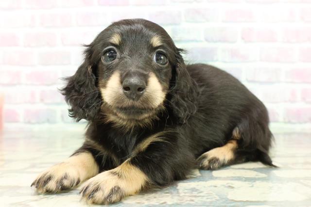 秋田県のミニチュアダックスフンド(ロング) (Coo&RIKU秋田店/2026年1月12日生まれ/女の子/ブラックイエロー)の子犬の2枚目の画像