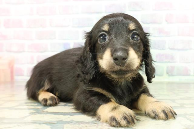 秋田県のミニチュアダックスフンド(ロング) (Coo&RIKU秋田店/2026年1月12日生まれ/女の子/ブラックイエロー)の子犬の3枚目の画像