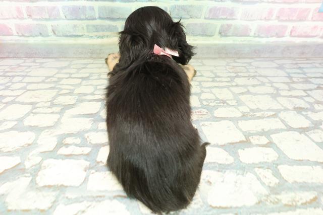 秋田県のミニチュアダックスフンド(ロング) (Coo&RIKU秋田店/2026年1月12日生まれ/女の子/ブラックイエロー)の子犬の4枚目の画像