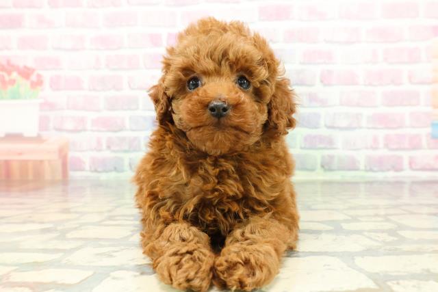 トイ・プードル