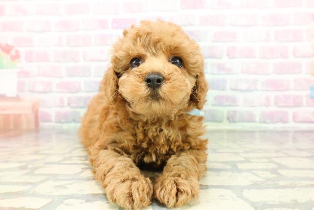 トイ・プードル