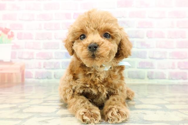 トイ・プードル