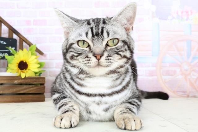 アメリカンショートヘアー