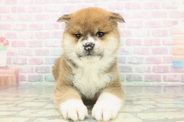 山形県の柴犬(標準サイズ) (Coo&RIKU山形店/2026年1月12日生まれ/男の子/赤)の子犬