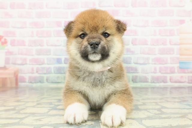 富山県の柴犬(標準サイズ) (Coo&RIKU富山店/2026年1月12日生まれ/女の子/赤)の子犬