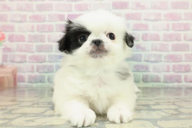 北海道のチワペキ/ペキチー/ペキチワ(チワワ×ペキニーズ) (Coo&RIKU釧路店/2026年1月12日生まれ/男の子/ホワイトブラック)の子犬