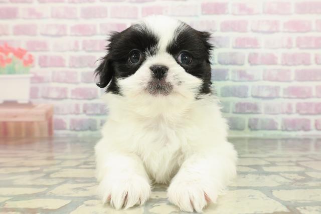 北海道のチワペキ/ペキチー/ペキチワ(チワワ×ペキニーズ) (Coo&RIKU岩見沢店/2026年1月12日生まれ/女の子/ホワイトブラック)の子犬