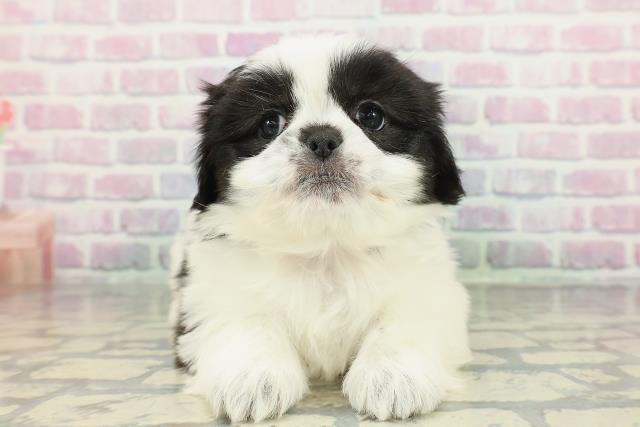 長野県のチワペキ/ペキチー/ペキチワ(チワワ×ペキニーズ) (Coo&RIKU綿半諏訪店/2026年1月12日生まれ/女の子/ホワイトブラック)の子犬の1枚目の画像