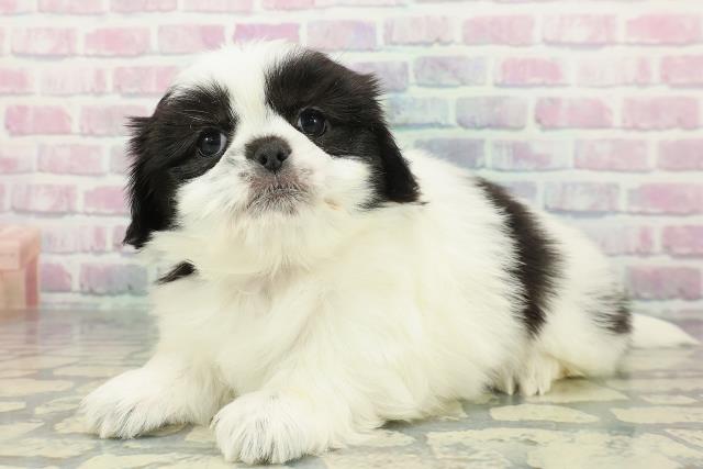 長野県のチワペキ/ペキチー/ペキチワ(チワワ×ペキニーズ) (Coo&RIKU綿半諏訪店/2026年1月12日生まれ/女の子/ホワイトブラック)の子犬の2枚目の画像