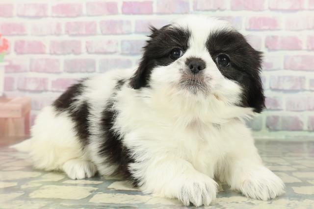 長野県のチワペキ/ペキチー/ペキチワ(チワワ×ペキニーズ) (Coo&RIKU綿半諏訪店/2026年1月12日生まれ/女の子/ホワイトブラック)の子犬の3枚目の画像