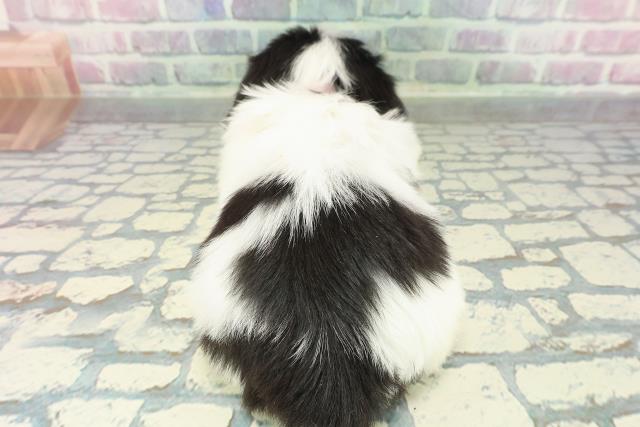 長野県のチワペキ/ペキチー/ペキチワ(チワワ×ペキニーズ) (Coo&RIKU綿半諏訪店/2026年1月12日生まれ/女の子/ホワイトブラック)の子犬の4枚目の画像