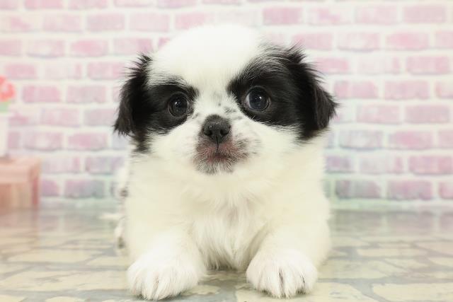 長野県のチワペキ/ペキチー/ペキチワ(チワワ×ペキニーズ) (Coo&RIKUコメリパワー長野東部店/2026年1月12日生まれ/女の子/ホワイトブラック)の子犬の1枚目の画像