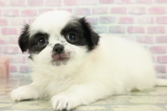 長野県のチワペキ/ペキチー/ペキチワ(チワワ×ペキニーズ) (Coo&RIKUコメリパワー長野東部店/2026年1月12日生まれ/女の子/ホワイトブラック)の子犬の2枚目の画像