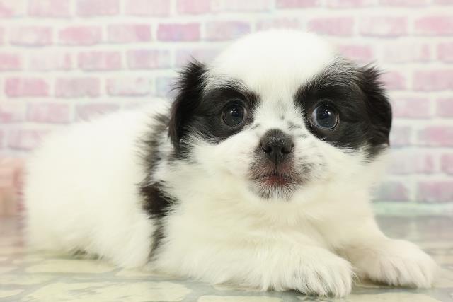 長野県のチワペキ/ペキチー/ペキチワ(チワワ×ペキニーズ) (Coo&RIKUコメリパワー長野東部店/2026年1月12日生まれ/女の子/ホワイトブラック)の子犬の3枚目の画像