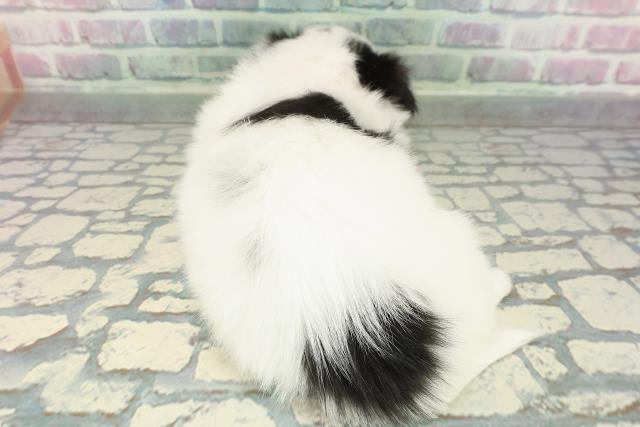 長野県のチワペキ/ペキチー/ペキチワ(チワワ×ペキニーズ) (Coo&RIKUコメリパワー長野東部店/2026年1月12日生まれ/女の子/ホワイトブラック)の子犬の4枚目の画像