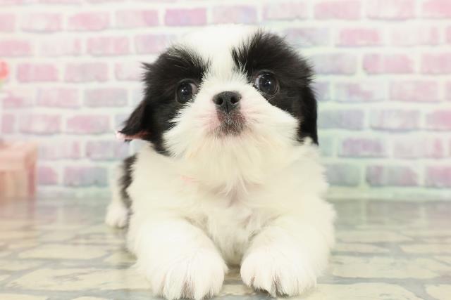 富山県のチワペキ/ペキチー/ペキチワ(チワワ×ペキニーズ) (Coo&RIKU富山店/2026年1月12日生まれ/女の子/ホワイトブラック)の子犬