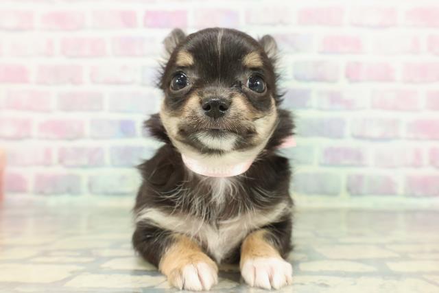 チワワ（ロングコート）