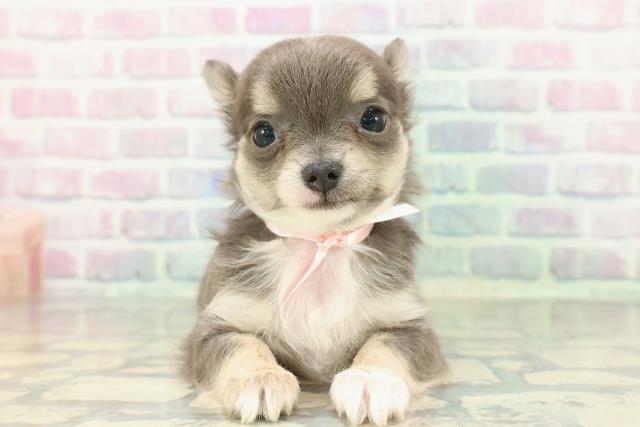 チワワ（ロングコート）