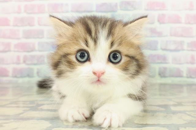 宮城県のミヌエット (Coo&RIKU仙台太白店/2026年1月12日生まれ/男の子/ブラウンタビーホワイト)の子猫の1枚目の画像