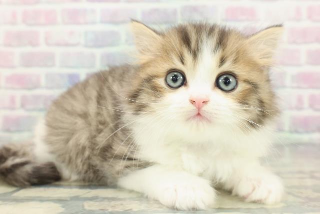 宮城県のミヌエット (Coo&RIKU仙台太白店/2026年1月12日生まれ/男の子/ブラウンタビーホワイト)の子猫の3枚目の画像