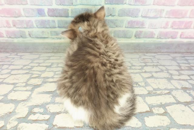 宮城県のミヌエット (Coo&RIKU仙台太白店/2026年1月12日生まれ/男の子/ブラウンタビーホワイト)の子猫の4枚目の画像