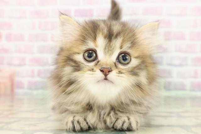 東京都のミヌエット (Coo&RIKUフレスポ住吉店/2026年1月12日生まれ/女の子/ブラウンパッチドタビー)の子猫の1枚目の画像