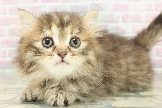 東京都のミヌエット (Coo&RIKUフレスポ住吉店/2026年1月12日生まれ/女の子/ブラウンパッチドタビー)の子猫の2枚目の画像