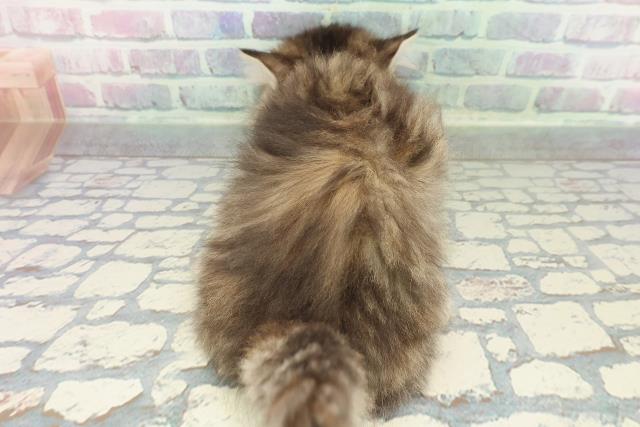 東京都のミヌエット (Coo&RIKUフレスポ住吉店/2026年1月12日生まれ/女の子/ブラウンパッチドタビー)の子猫の4枚目の画像