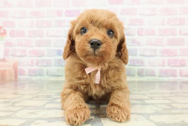 山形県のトイプードル(トイ) (Coo&RIKU山形店/2026年1月10日生まれ/女の子/レッドフォーン)の子犬