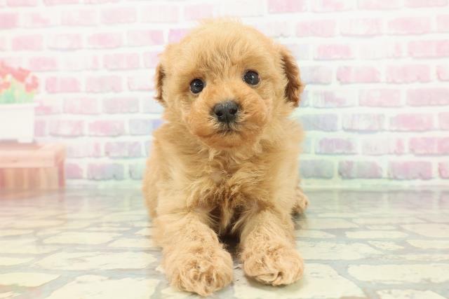 トイ・プードル