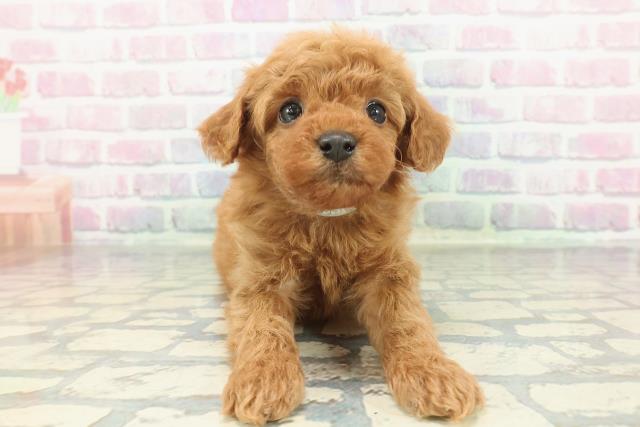 トイ・プードル