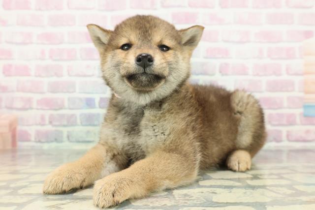 千葉県の柴犬(標準サイズ) (Coo&RIKUコメリパワー旭店/2026年1月8日生まれ/女の子/赤)の子犬の2枚目の画像