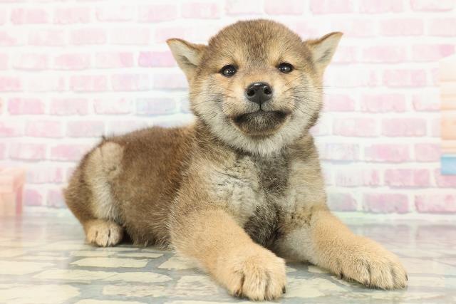 千葉県の柴犬(標準サイズ) (Coo&RIKUコメリパワー旭店/2026年1月8日生まれ/女の子/赤)の子犬の3枚目の画像