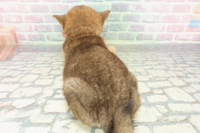 千葉県の柴犬(標準サイズ) (Coo&RIKUコメリパワー旭店/2026年1月8日生まれ/女の子/赤)の子犬の4枚目の画像