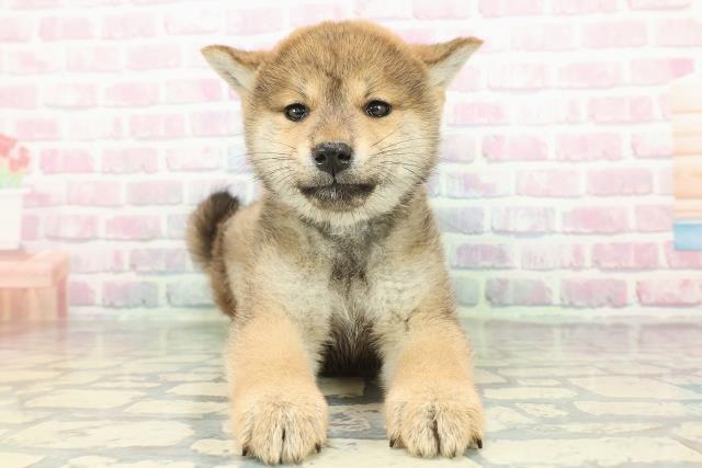 北海道の柴犬(標準サイズ) (Coo&RIKU札幌東店/2026年1月8日生まれ/女の子/赤)の子犬