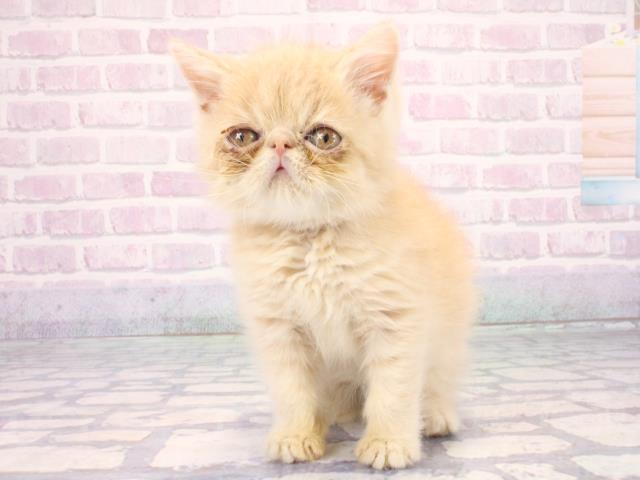 エキゾチック・ショートヘアー